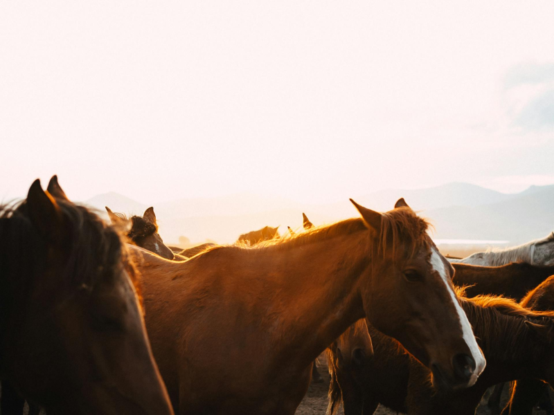 Cappadocia Divin House